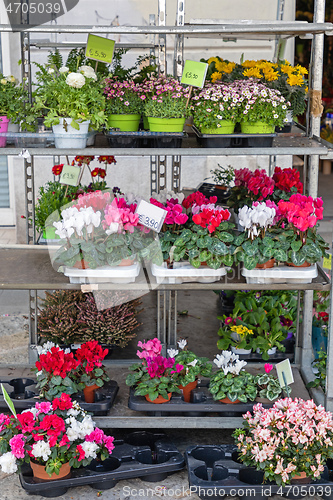 Image of Plants Shelf Florist