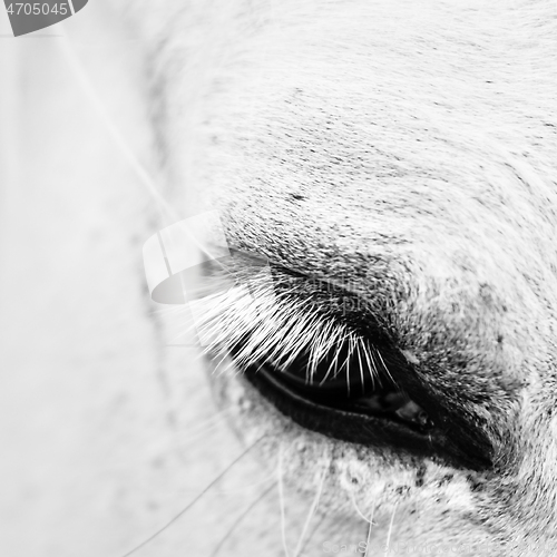 Image of Detail macro photo of a white horse