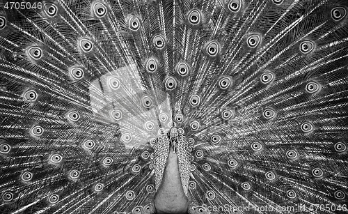 Image of Peacock showing his majestic tail during the mating season in black and white