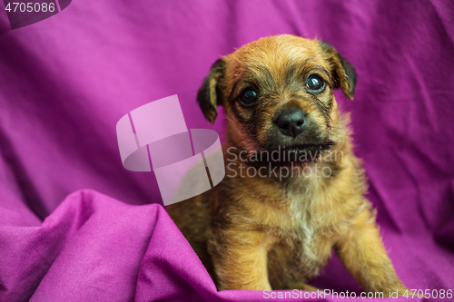 Image of Cute puppy over purple fabric