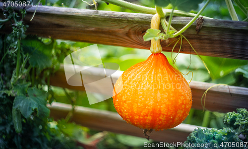 Image of Ripe red kuri squash