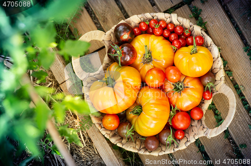 Image of Harvest of red and orange tomatoes