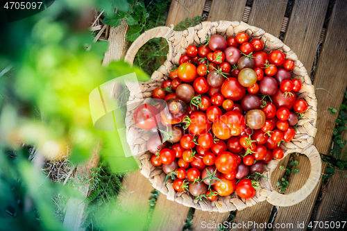 Image of Harvest of cherry tomatoes