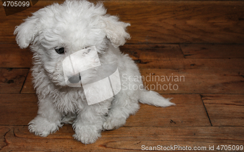 Image of Sad white bichon puppy over wood