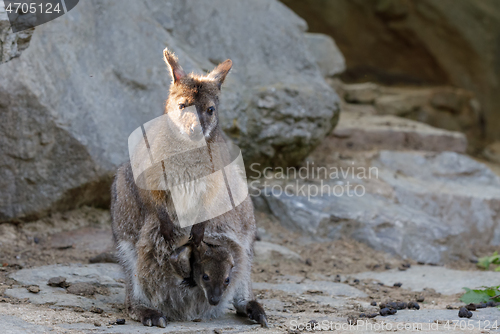 Image of female of kangaroo with small baby in bag