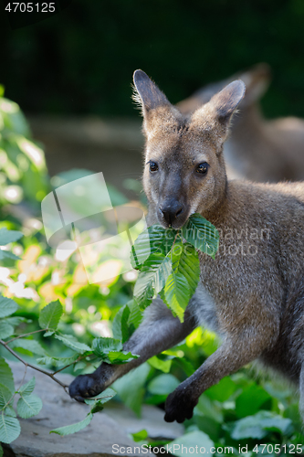 Image of Red-necked Wallaby kangaroo baby graze