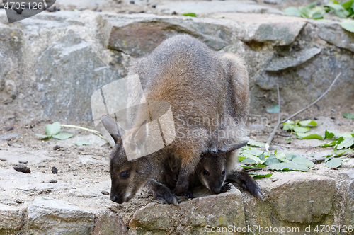 Image of female of kangaroo with small baby in bag