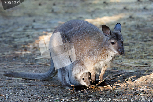 Image of female of kangaroo with small baby in bag