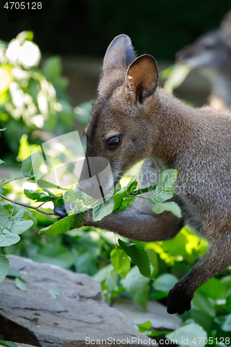 Image of Red-necked Wallaby kangaroo baby graze