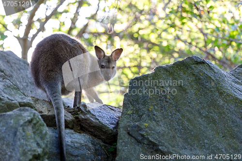 Image of Red-necked Wallaby kangaroo baby