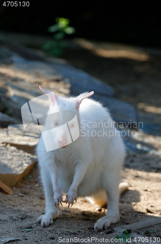 Image of grazing white albino kangaroo Red necked Wallaby