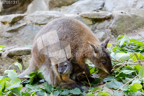 Image of female of kangaroo with small baby in bag