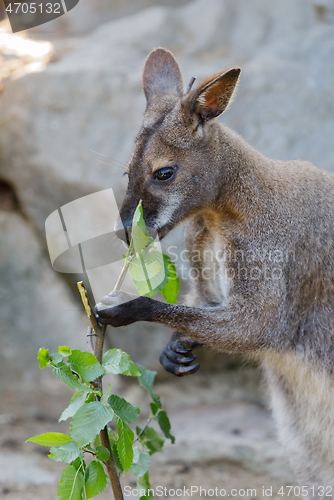 Image of Red-necked Wallaby kangaroo baby graze