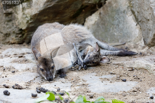 Image of female of kangaroo with small baby in bag