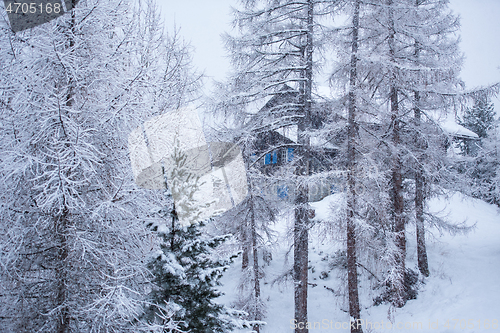 Image of Village house hidden behind the trees