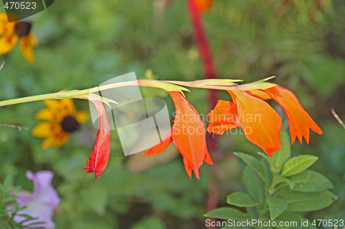 Image of Gladiolus blossoms