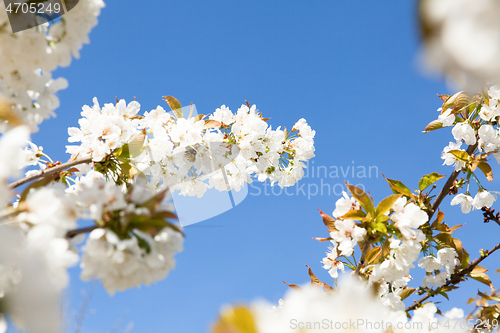 Image of flowering cherry branch on a blue sky