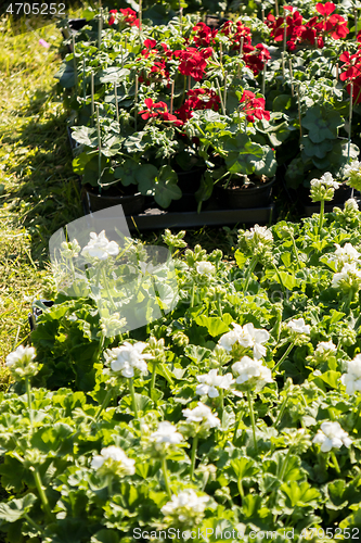 Image of flowering geraniums in a spring flower market