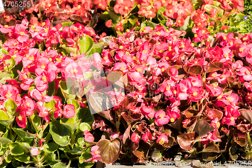 Image of Begonia flower pots in a flower market