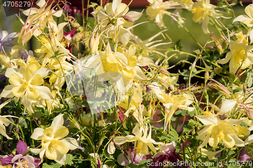 Image of Delicate mixed columbine flowers in a floral market