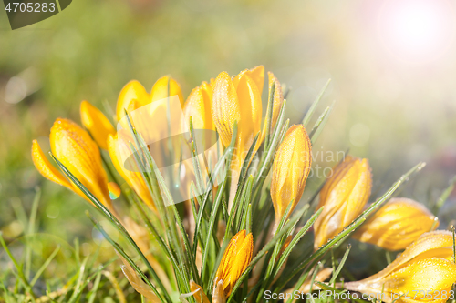 Image of crocus yellow in the morning frost