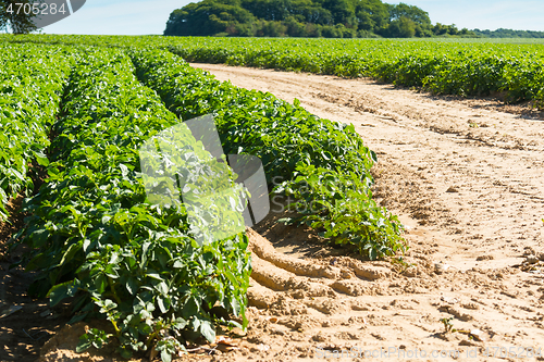 Image of Large potato field with potato plants planted in nice straight rows