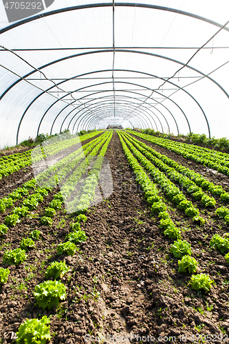 Image of culture of organic salad in greenhouses