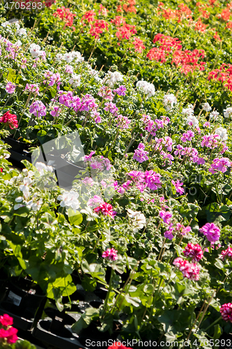 Image of flowering geraniums in a spring flower market