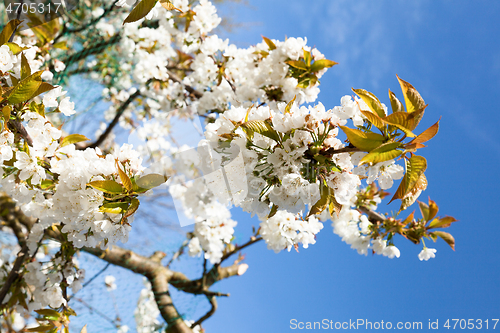 Image of flowering cherry branch on a blue sky