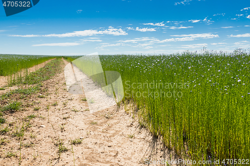 Image of Large field of flax in bloom in spring