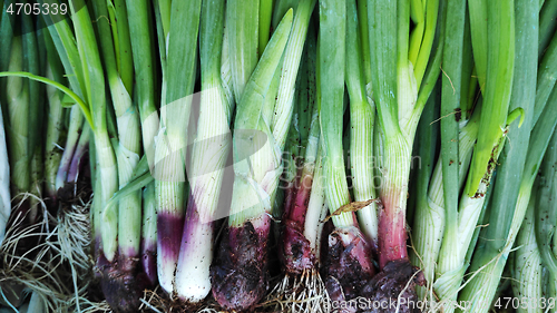 Image of Row of spring onions