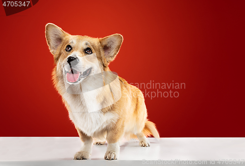 Image of Studio shot of welsh corgi pembroke playing