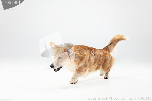 Image of Studio shot of welsh corgi pembroke playing