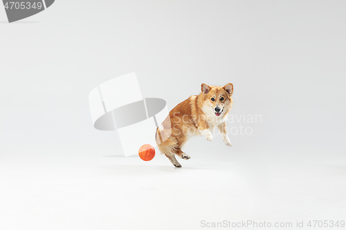 Image of Studio shot of welsh corgi pembroke playing