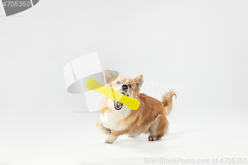 Image of Studio shot of welsh corgi pembroke playing