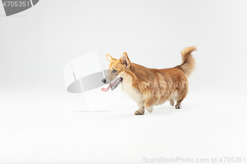 Image of Studio shot of welsh corgi pembroke playing