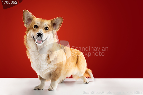 Image of Studio shot of welsh corgi pembroke playing