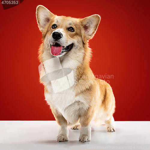 Image of Studio shot of welsh corgi pembroke playing