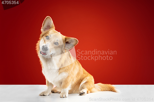 Image of Studio shot of welsh corgi pembroke playing