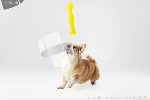 Image of Studio shot of welsh corgi pembroke playing