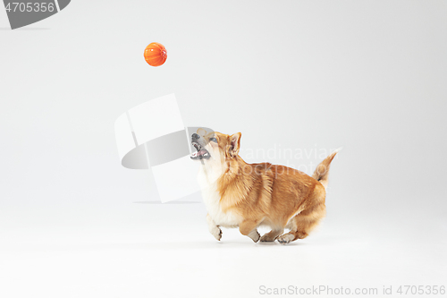 Image of Studio shot of welsh corgi pembroke playing