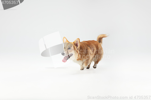 Image of Studio shot of welsh corgi pembroke playing