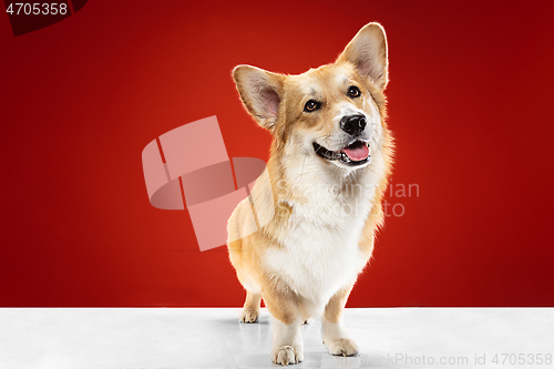 Image of Studio shot of welsh corgi pembroke playing