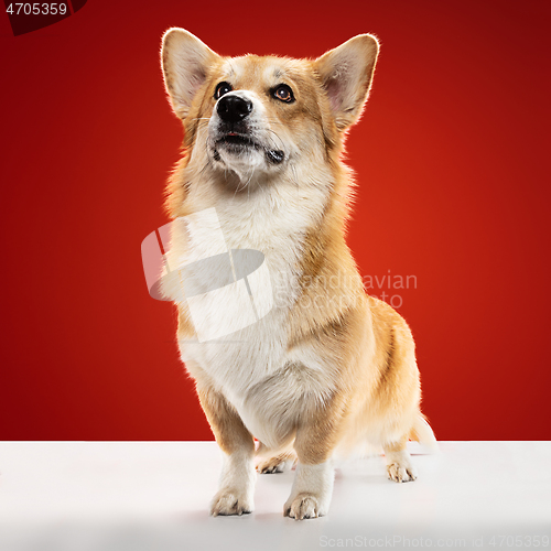 Image of Studio shot of welsh corgi pembroke playing