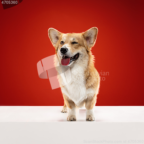 Image of Studio shot of welsh corgi pembroke playing