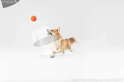 Image of Studio shot of welsh corgi pembroke playing