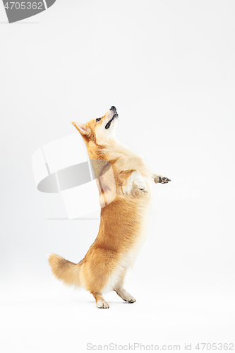 Image of Studio shot of welsh corgi pembroke playing