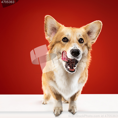 Image of Studio shot of welsh corgi pembroke playing