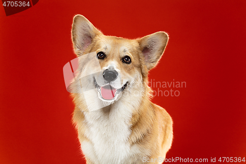 Image of Studio shot of welsh corgi pembroke playing