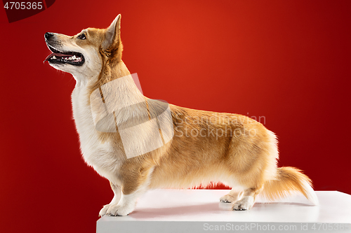 Image of Studio shot of welsh corgi pembroke playing